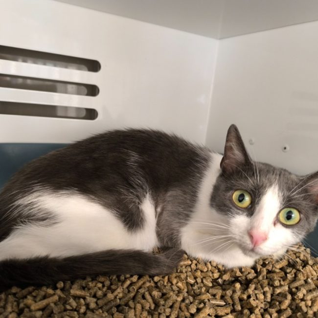 Neige - Chat Européen à adopter