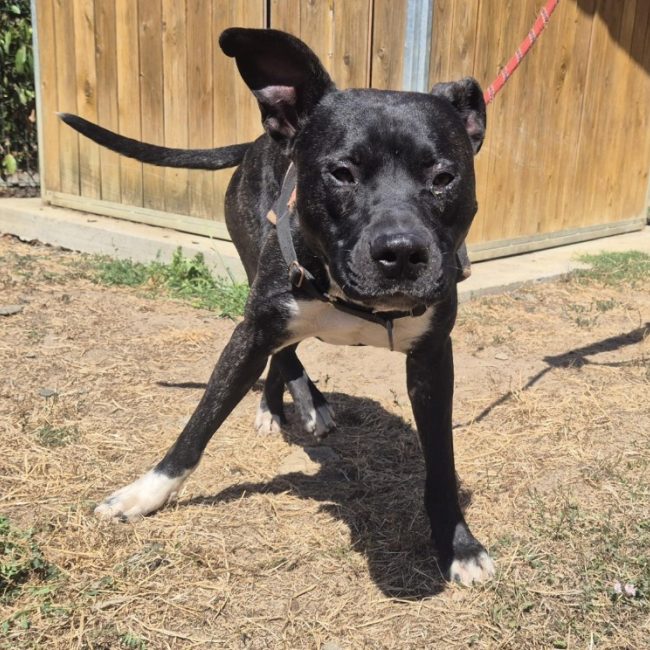 Rio - Chien à adopter