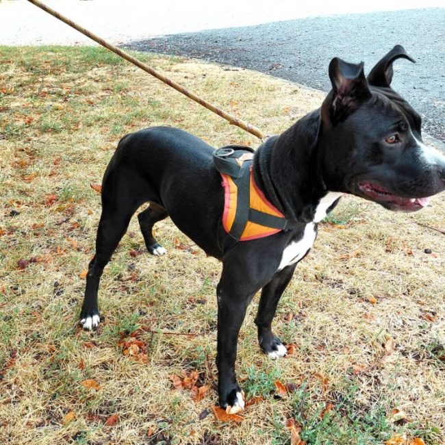 Bella - Chien à adopter