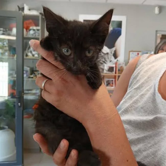 Pouky - Chat Européen à adopter