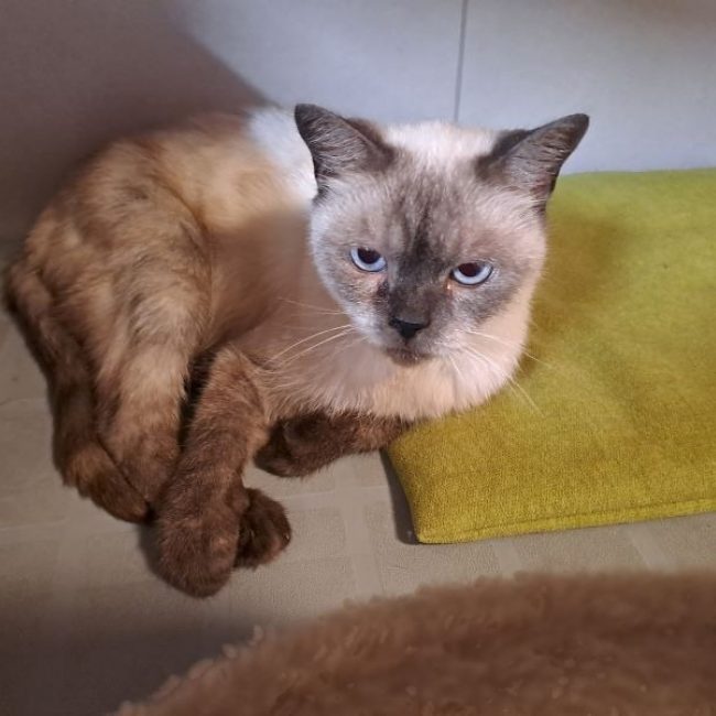 Inky - Chat Européen à adopter