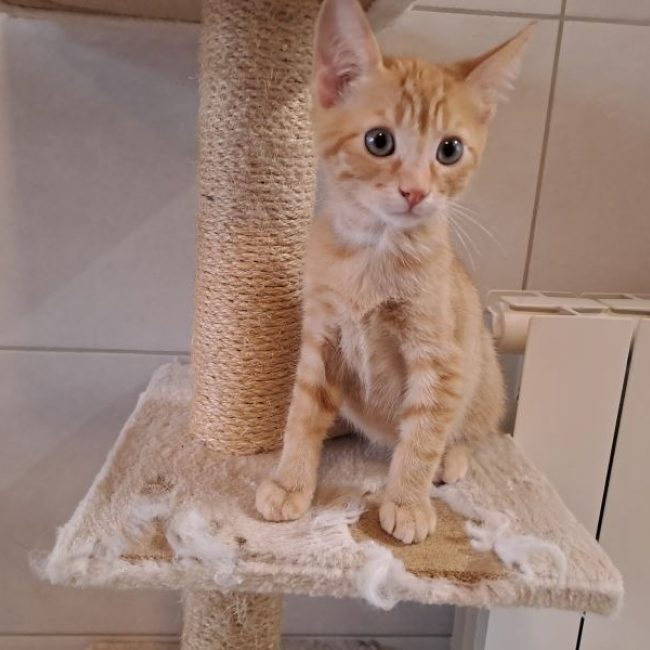 Pastèque - Chat Européen à adopter