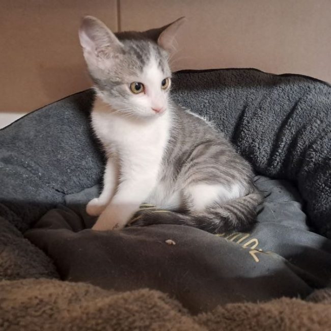 Mandarin - Chat Européen à adopter