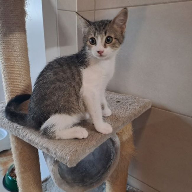 Myrtille - Chat Européen à adopter