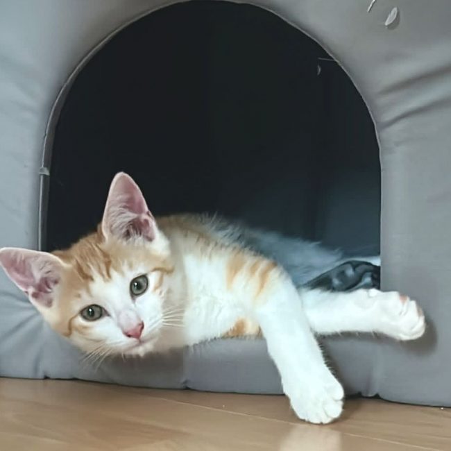 Bonnie - Chat Européen à adopter