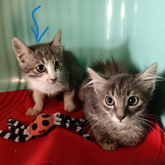 Myrtille - Chat Européen à adopter