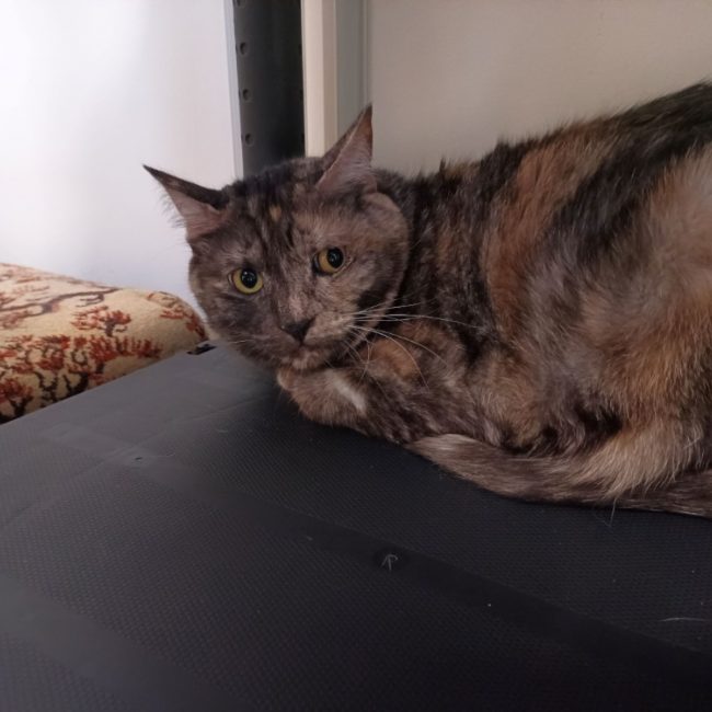 Chloe