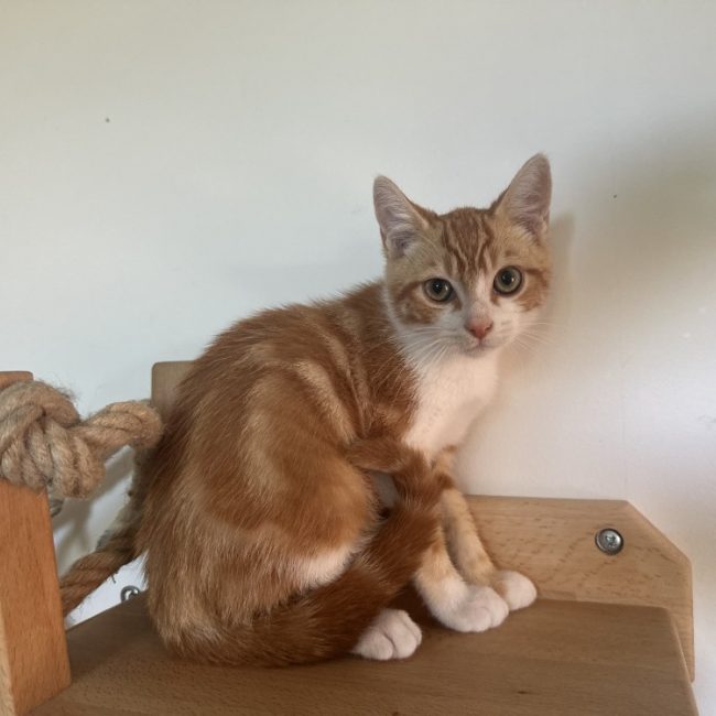Bop - Chat Européen à adopter