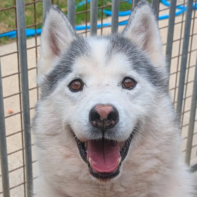Hachi