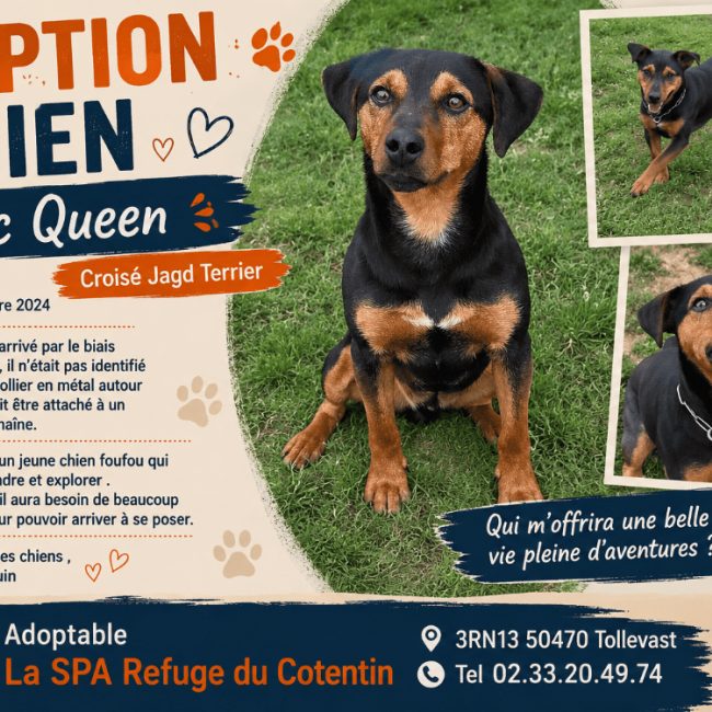 Mc queen - Chien à adopter