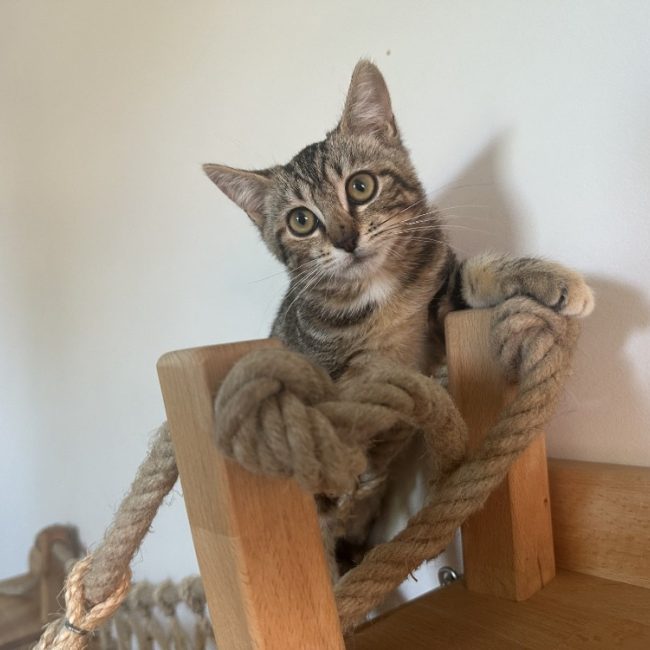 Bap - Chat Européen à adopter