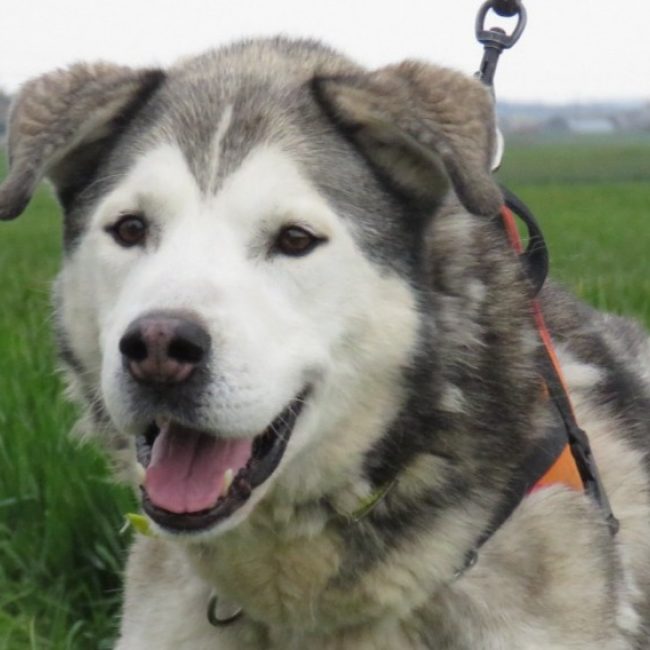 Nyuk - Chien à adopter