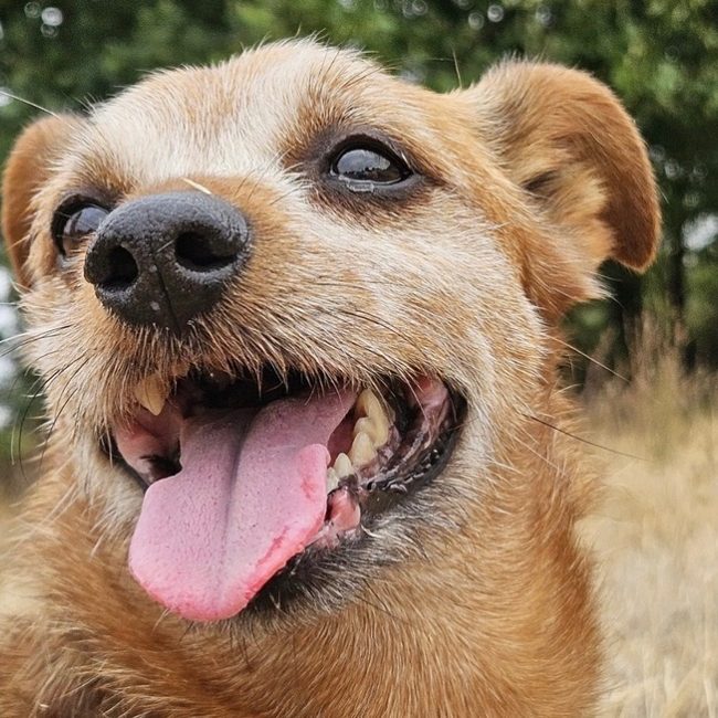 Dicky - Chien Teckel à adopter