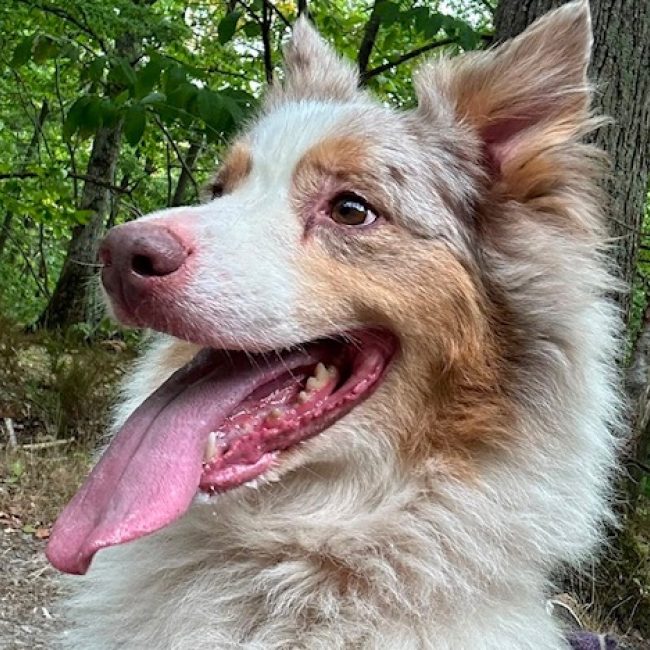 Laya