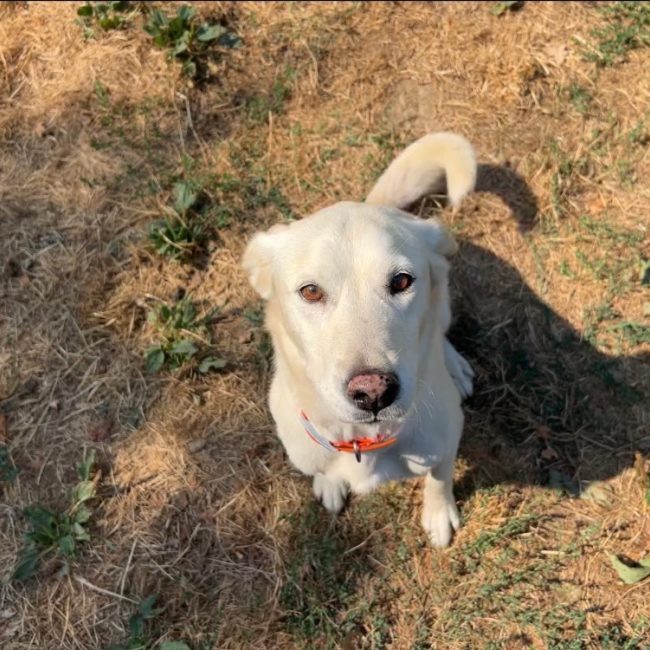 Layana - Chien à adopter