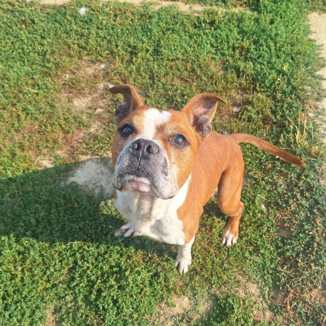Marten - Chien à adopter