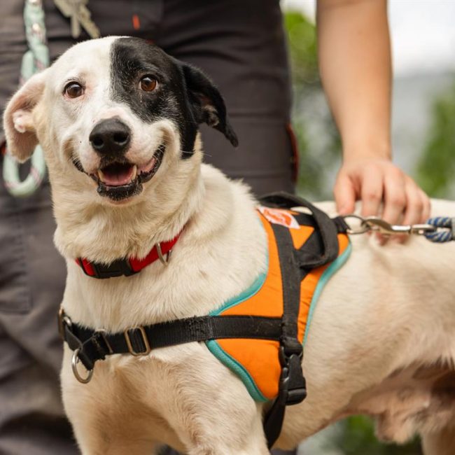 Oreo - famille relais avec adoption - Chien Berger à adopter