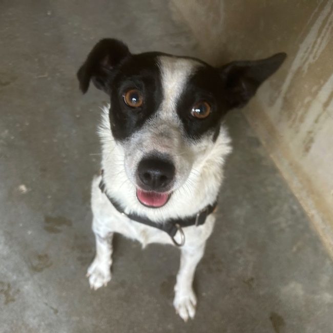Jack - Chien à adopter