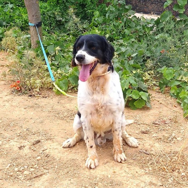 Macarrón - Chien à adopter