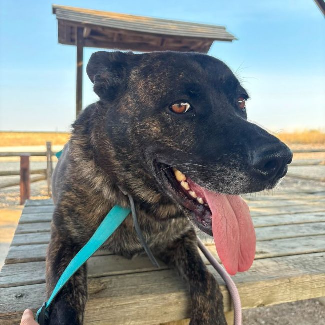 Ana - Chien à adopter