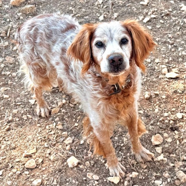 Billy - Chien Epagneul Allemand à adopter