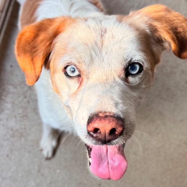 Rox - Chien Epagneul Allemand à adopter