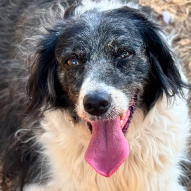 Lily - Chien English-Springer-Spaniel à adopter