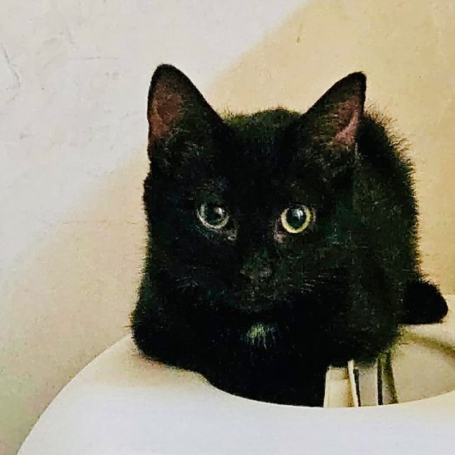 Zita - Chat Européen à adopter