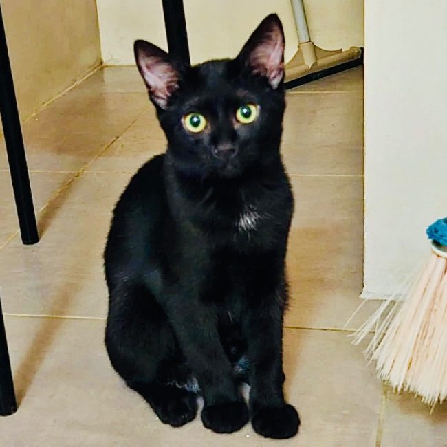 Pedro - Chat Européen à adopter