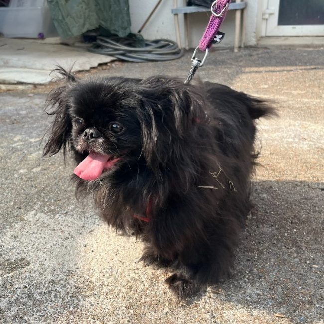 Franck - Chien Pékinois à adopter