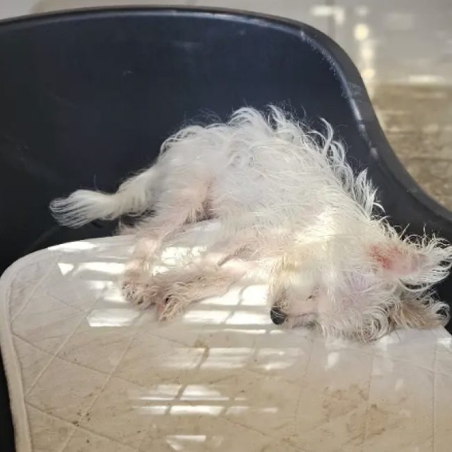 Jack - Chien à adopter