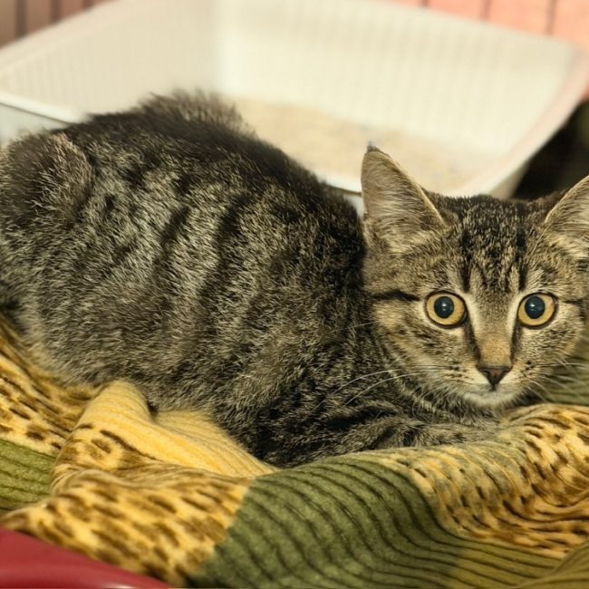 Billie - Chat Européen à adopter