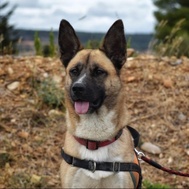 Zéphir - Chien à adopter