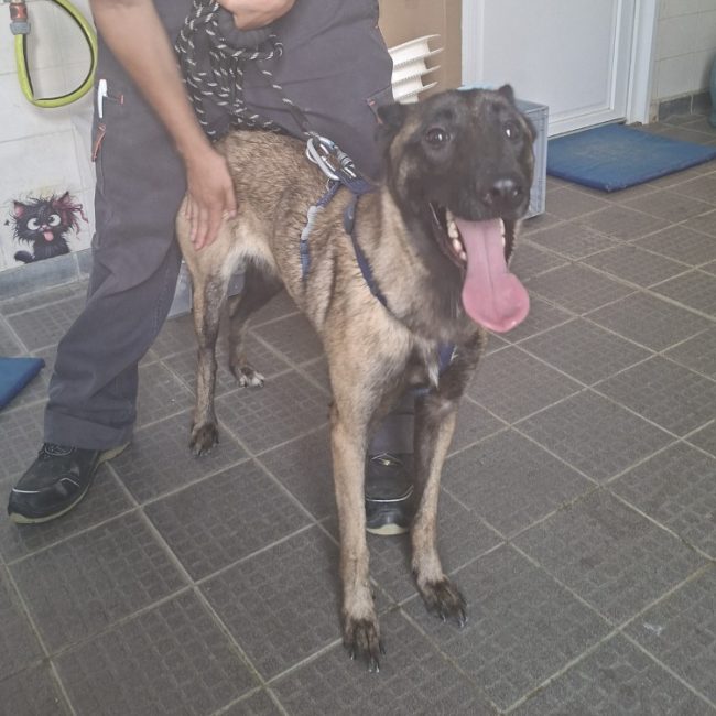 Kaya - Chien Berger Belge Malinois à adopter