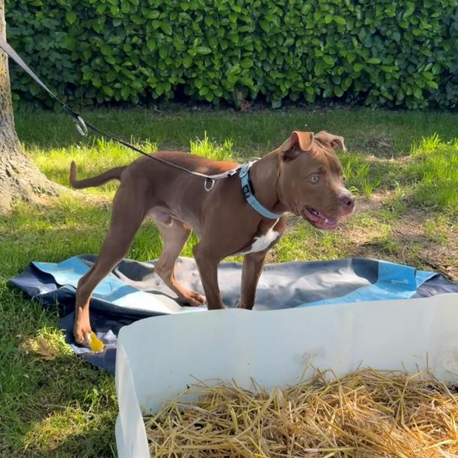 Alaska - Chien à adopter