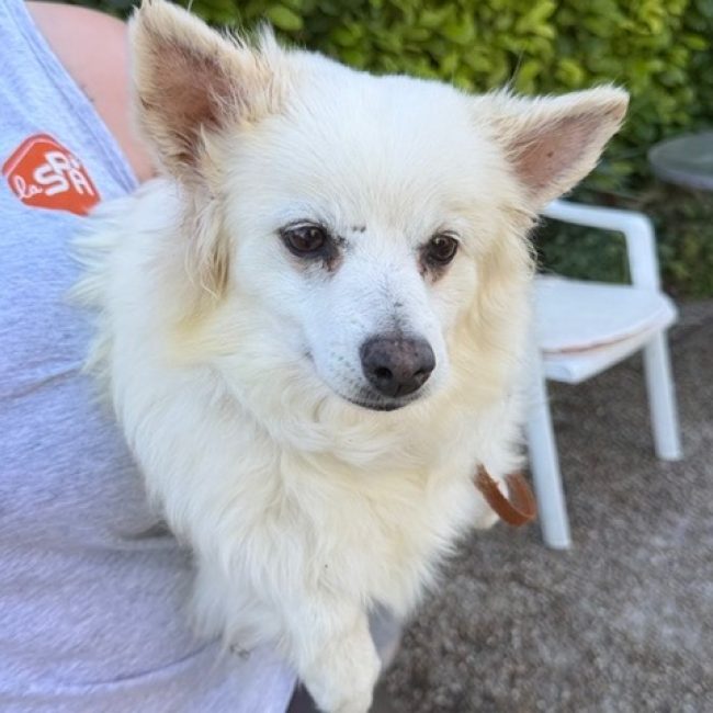 Lucy - Chien Spitz Allemand à adopter