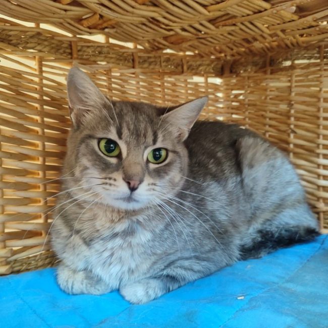 Polly - Chat Européen à adopter
