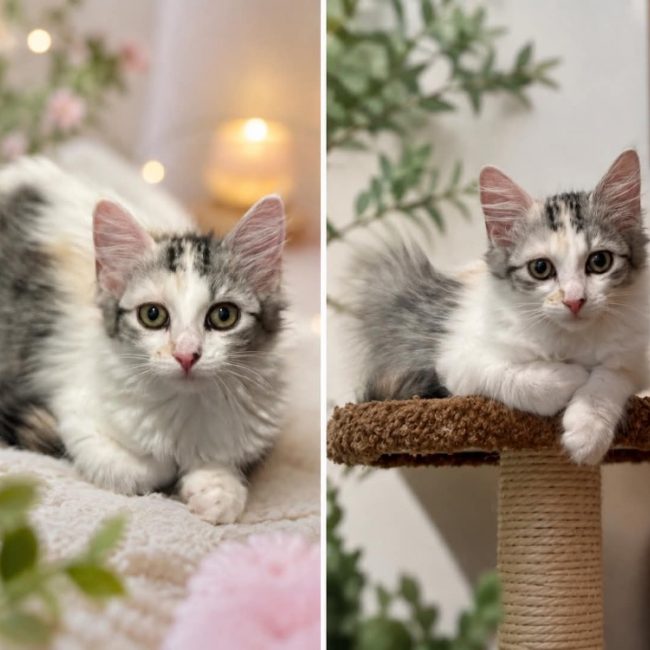 Mimosa - Chat Européen à adopter