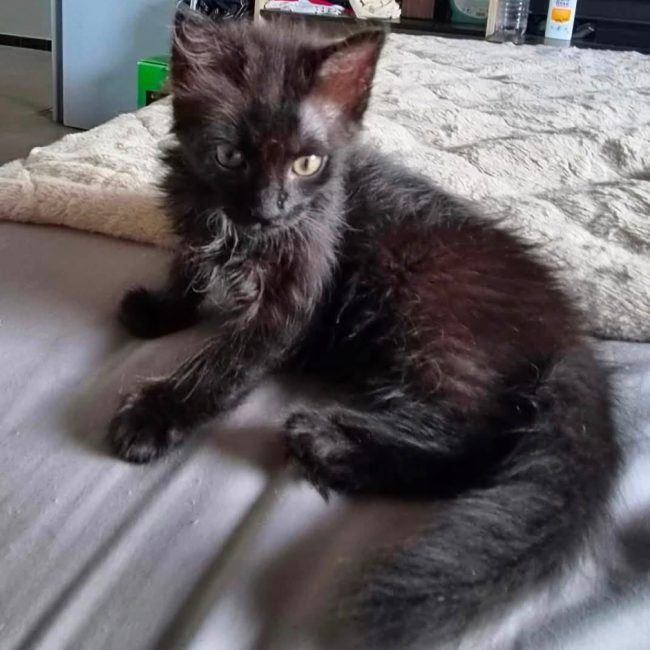 Patouille - Chat Européen à adopter