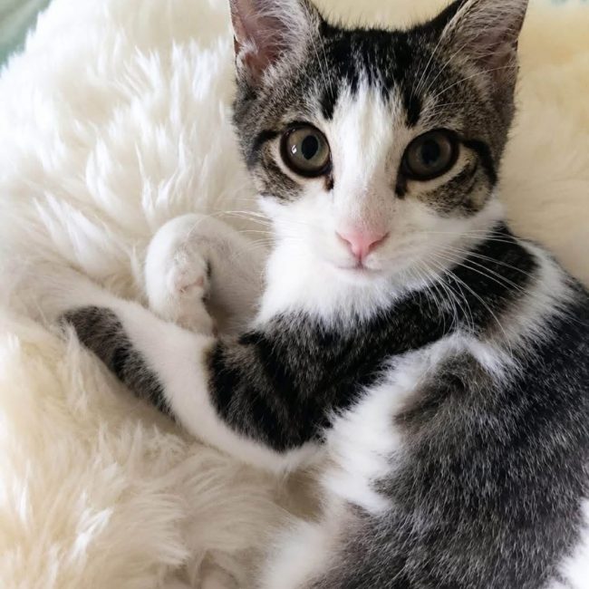 Pecorino - Chat Européen à adopter