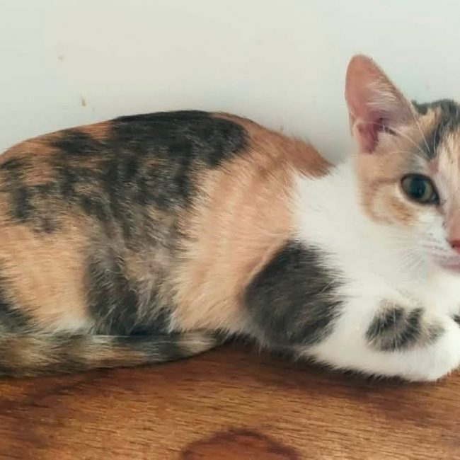 Diva - Chat Européen à adopter