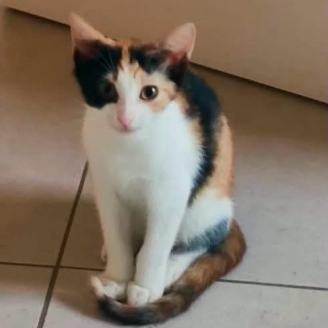 Fêta - Chat Européen à adopter