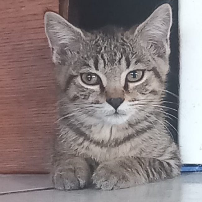 MISSAK - Chat à adopter