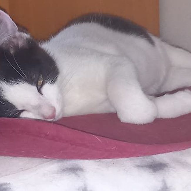 MÉLINÉE - Chat à adopter