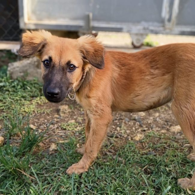KAYLO - Chien à adopter