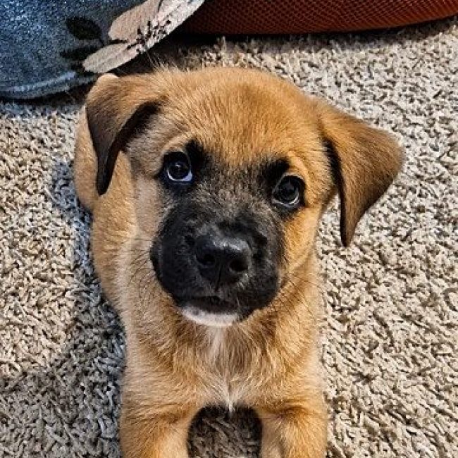 TEDDY - Chien Berger Belge Malinois à adopter