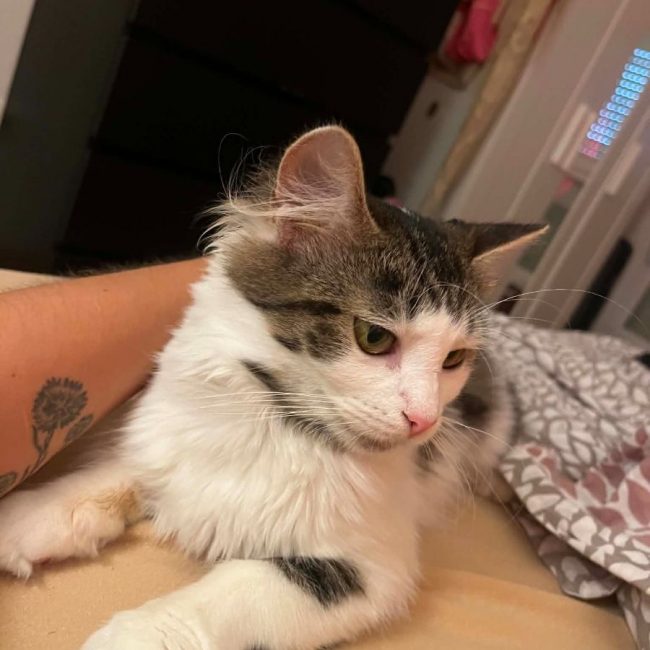 Bulle - Chat Européen à adopter