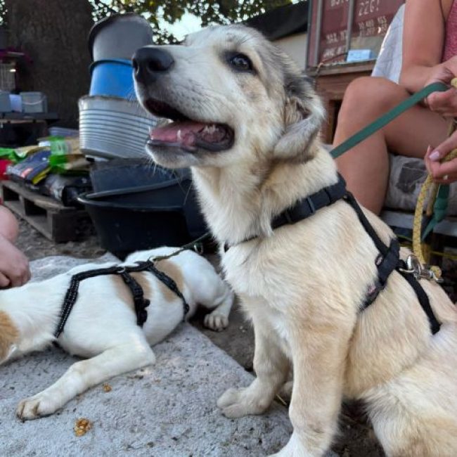 LAOS - Chien à adopter
