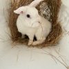 MOCHI