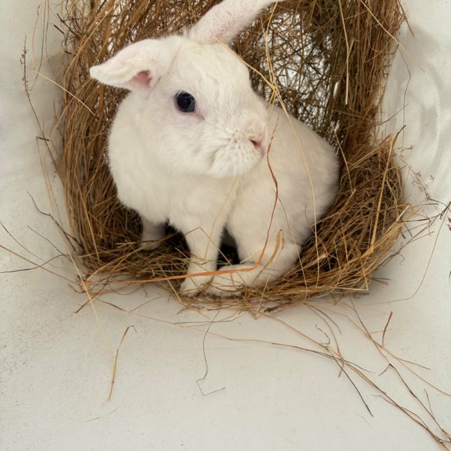 MOCHI - Rongeur Lapin à adopter